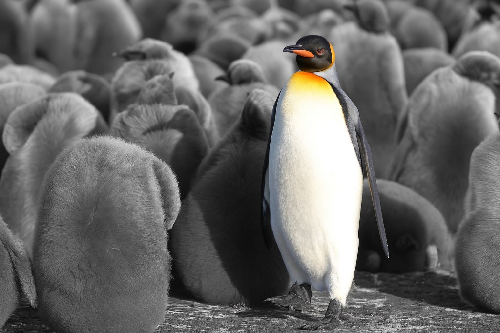 A vibrant king penguin stands tall amongst grey penguin chicks